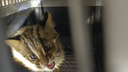 Дачники спасли амурского лесного котенка в Приморье