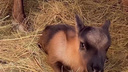 В челябинском зоопарке родился еще один северный олененок. Посмотрите, как он пытается встать на ноги