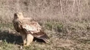 «Он потерял много крови»: в Волгограде пытаются спасти сбитого машиной орла-могильника — видео