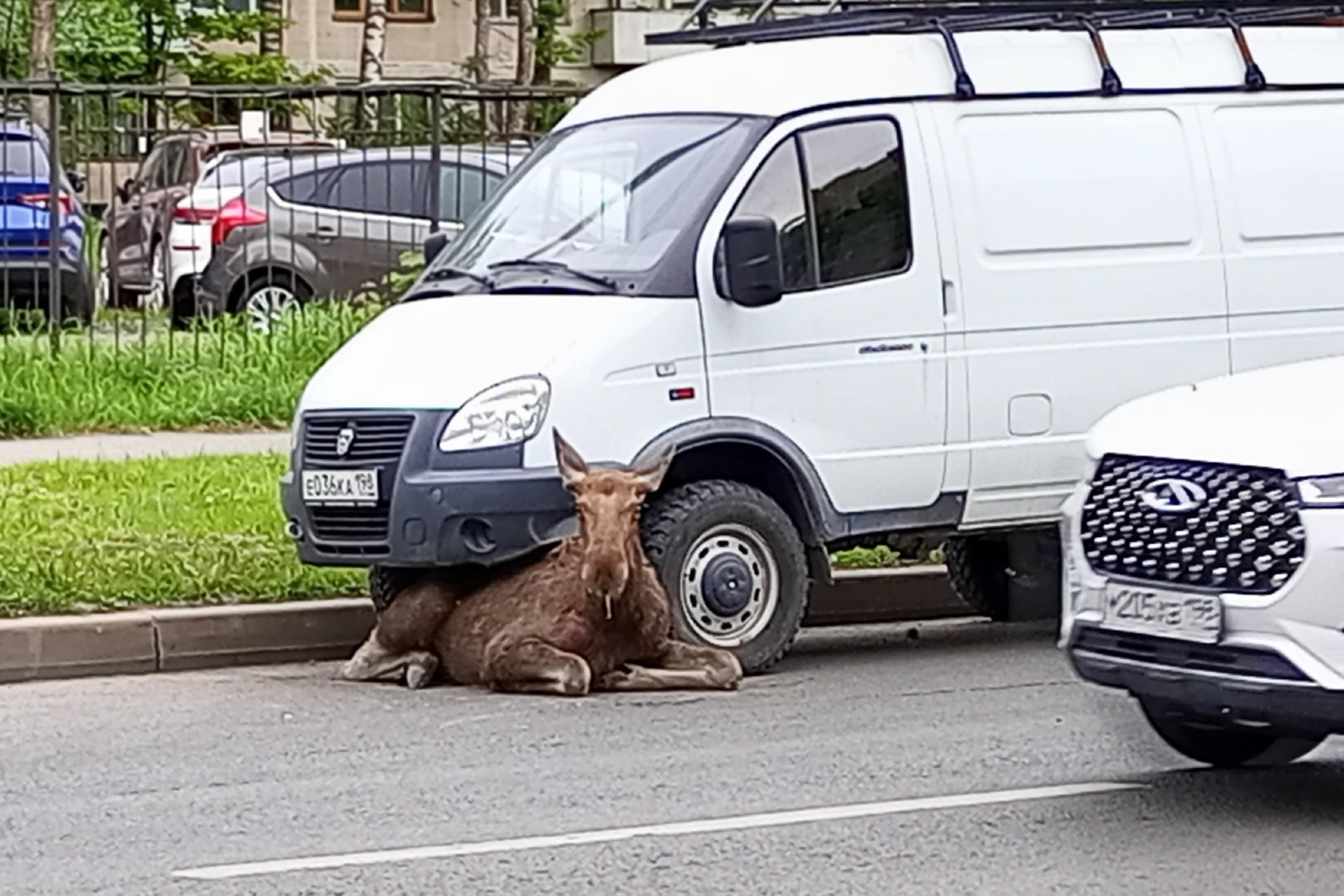 На севере Петербурга на Ушинского спасли лося, лось погиб в тоннеле в  Мурино - 30 мая 2023 - ФОНТАНКА.ру