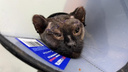 Обожженная в костре кошка Ночка перенесла операцию — деньги на нее собрали неравнодушные сибиряки