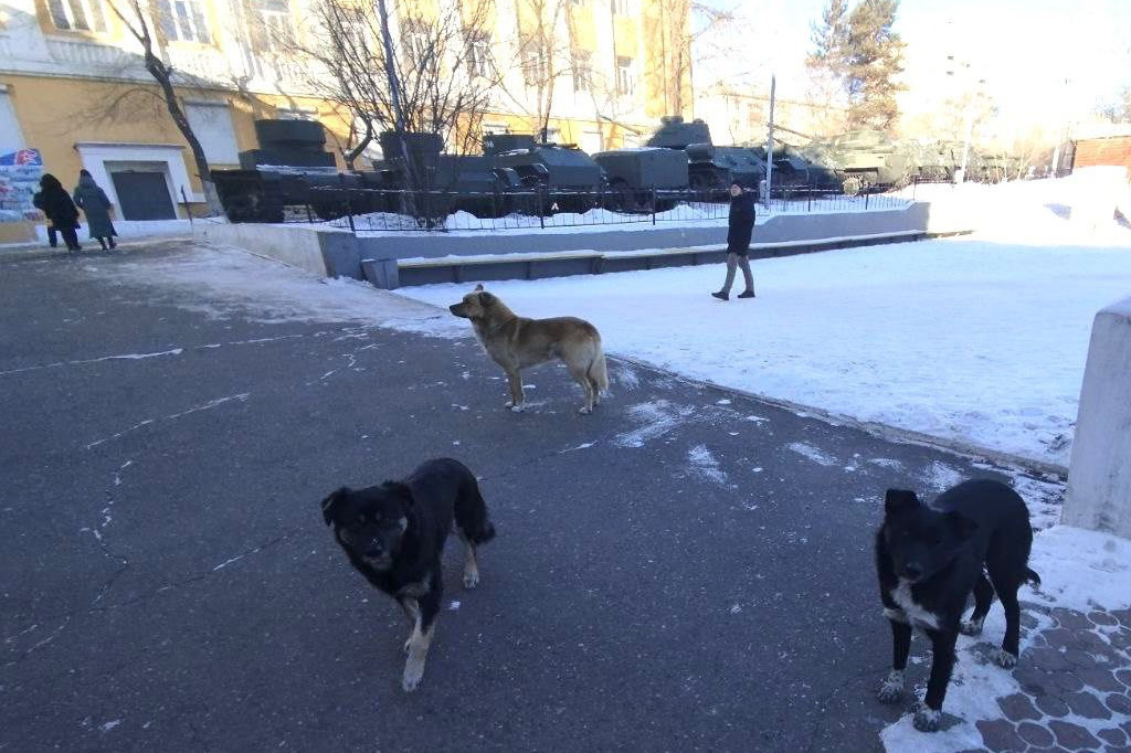 Бродячие собаки в парке Читы начали охотиться на белок