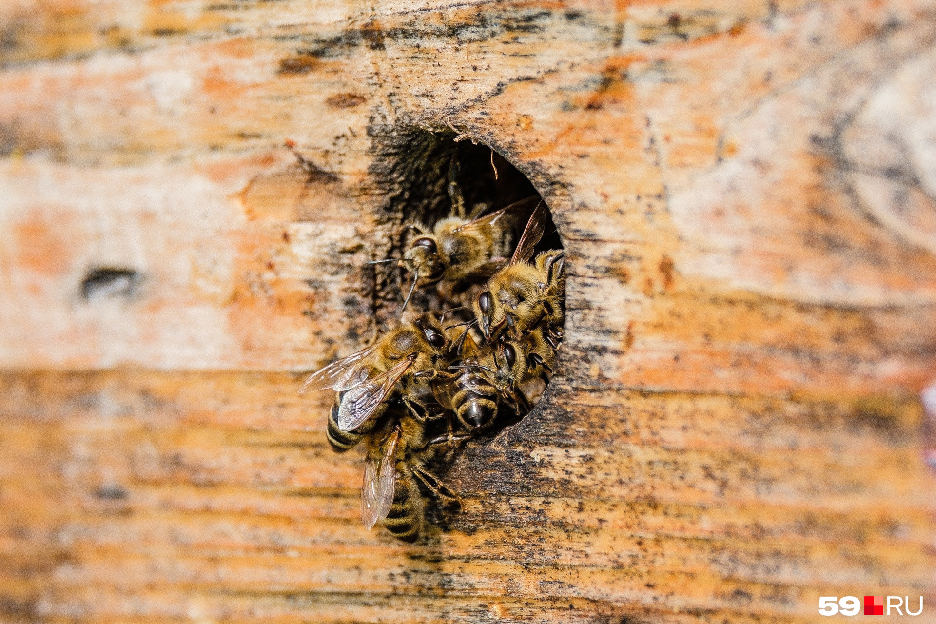 Агрессивные пчелы лучше приспособлены к холодам, неагрессивные в морозы выживают с трудом