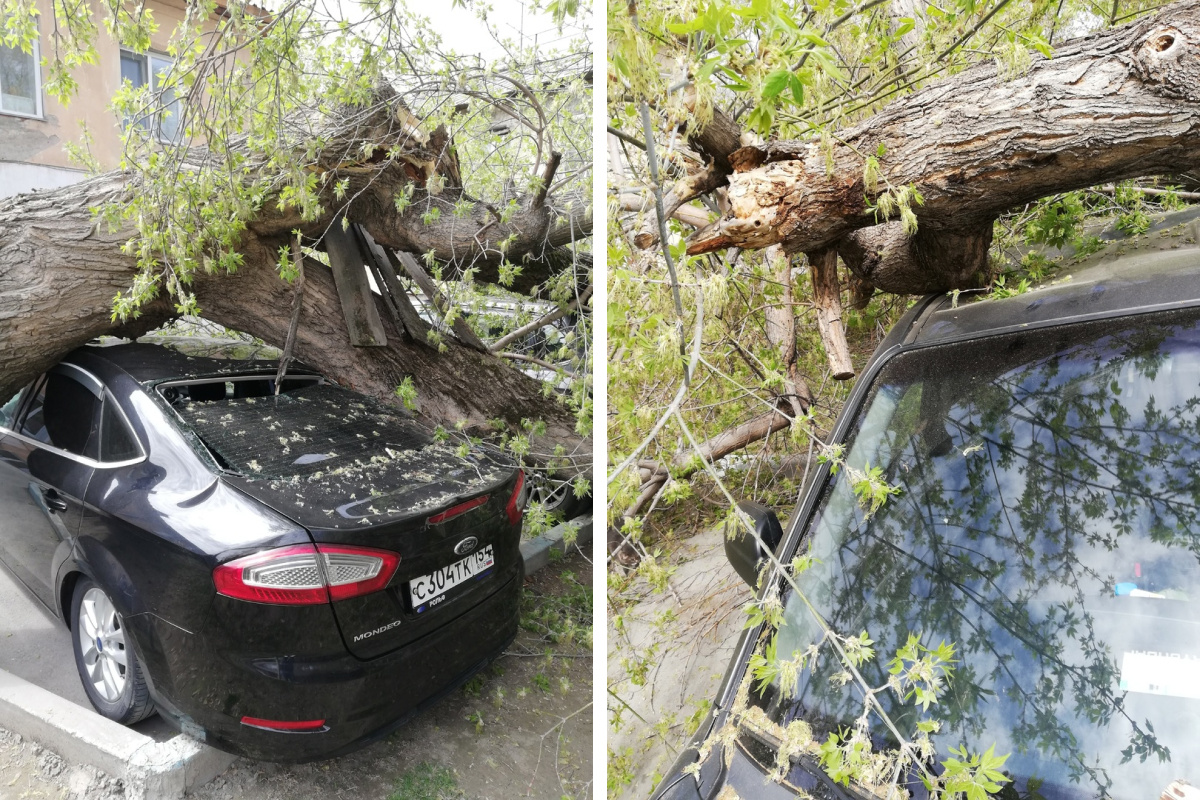 В Новосибирске дерево раздавило два автомобиля. Что делать собственникам — отвечает юрист