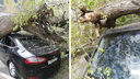 В Новосибирске дерево раздавило два автомобиля. Что делать собственникам — отвечает юрист