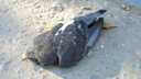 «Это переносчики смертельной инфекции»: в Волгограде сообщают о массовой гибели голубей