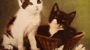 Сибирячка продает «старинную» фотографию котят — она стоит <nobr class="_">7 миллионов</nobr>