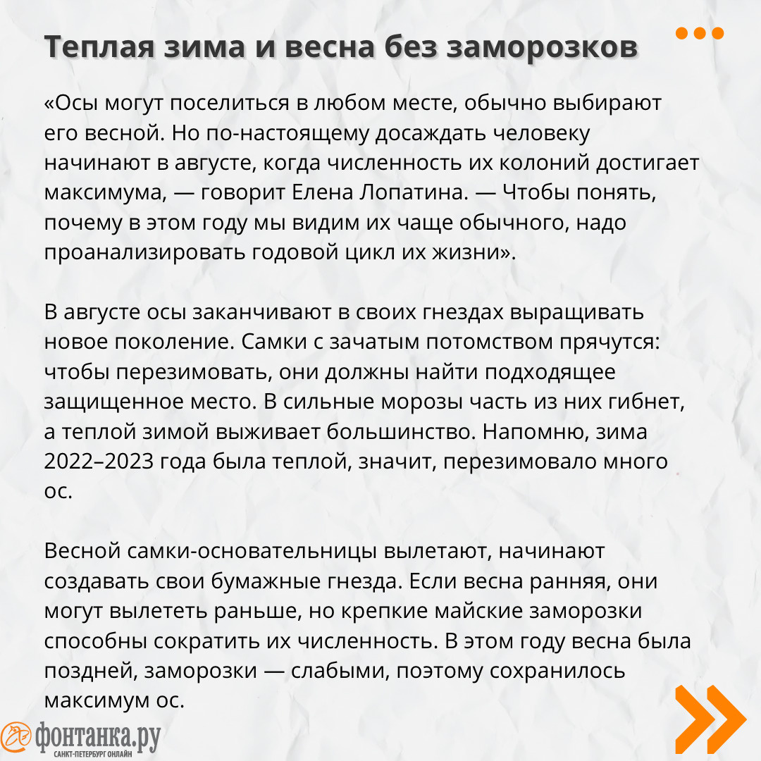 Да откуда их столько? Почему осы наводнили Петербург и как с ними  справиться | 21.08.2023 | Санкт-Петербург - БезФормата