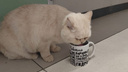 «Оставили в туалете»: в новосибирском аэропорту неизвестные бросили белую кошку — ее приютили сотрудники