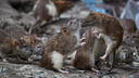 «Нет на них управы»: дворы Новосибирска атакуют грызуны — карта крысиных мест