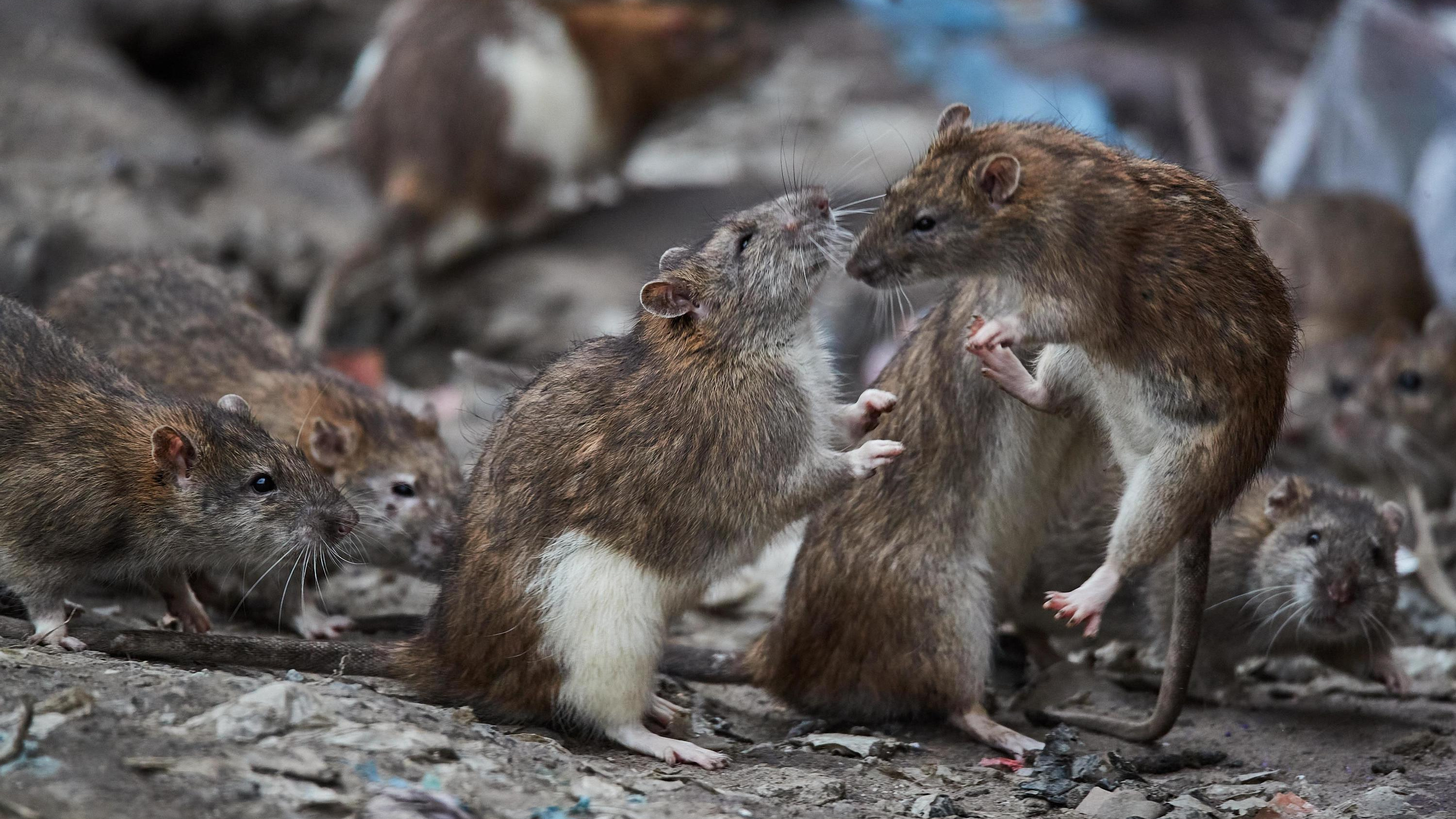 «Нет на них управы»: дворы Новосибирска атакуют грызуны — карта крысиных мест