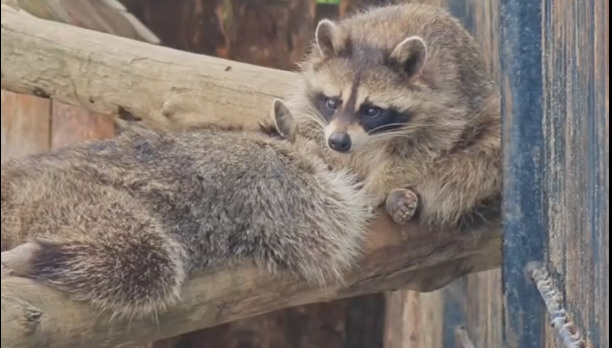 В Барнаульском зоопарке показали игривых подружек-енотов — посмотрите, какие милашки