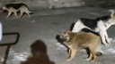 Больницу на юге Волгограда захватила стая бездомных собак — видео