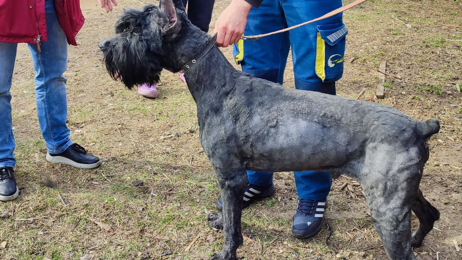 «Сбежал за девочками»: в Челябинской области нашли породистого пса, пропавшего в Уфе два года назад
