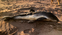 Дельфин, белуха или морская свинья? На берегу Белого моря нашли мертвое животное
