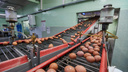 Ростовской области не хватило яиц: в регионе провалили план по производству сельхоз продукции