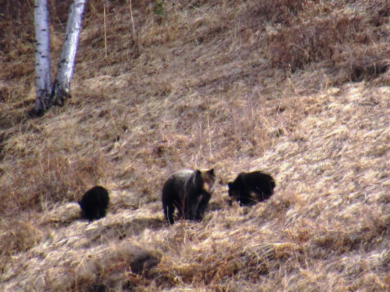 Росомаху и медведицу с детенышами заметили в нацпарке Забайкалья во время рейда