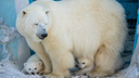 Вольер с белыми медвежатами открыли в Новосибирском зоопарке — смотрим трогательные фото крох