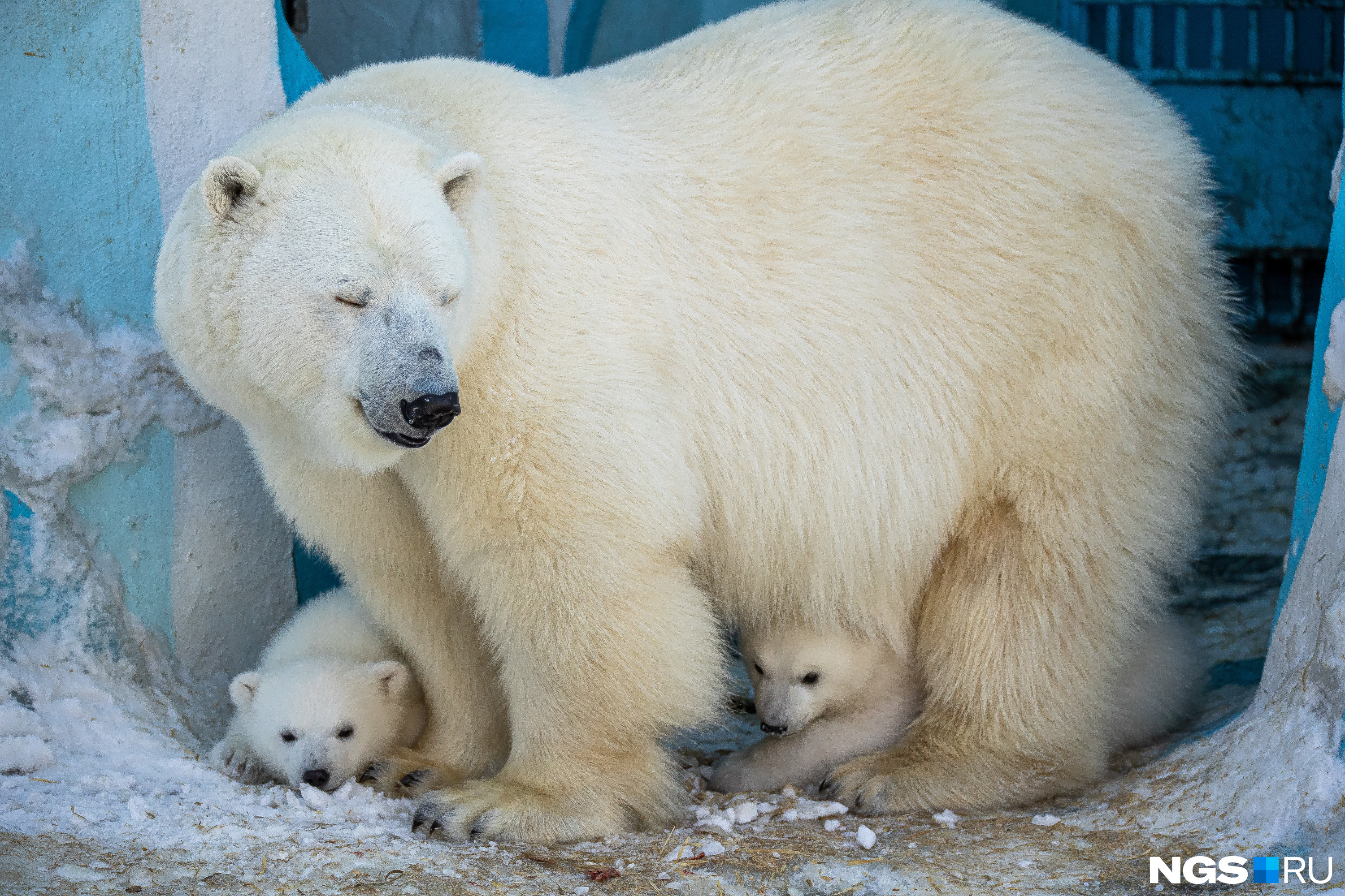 Вольер с белыми медвежатами открыли в Новосибирском зоопарке — смотрим трогательные фото крох