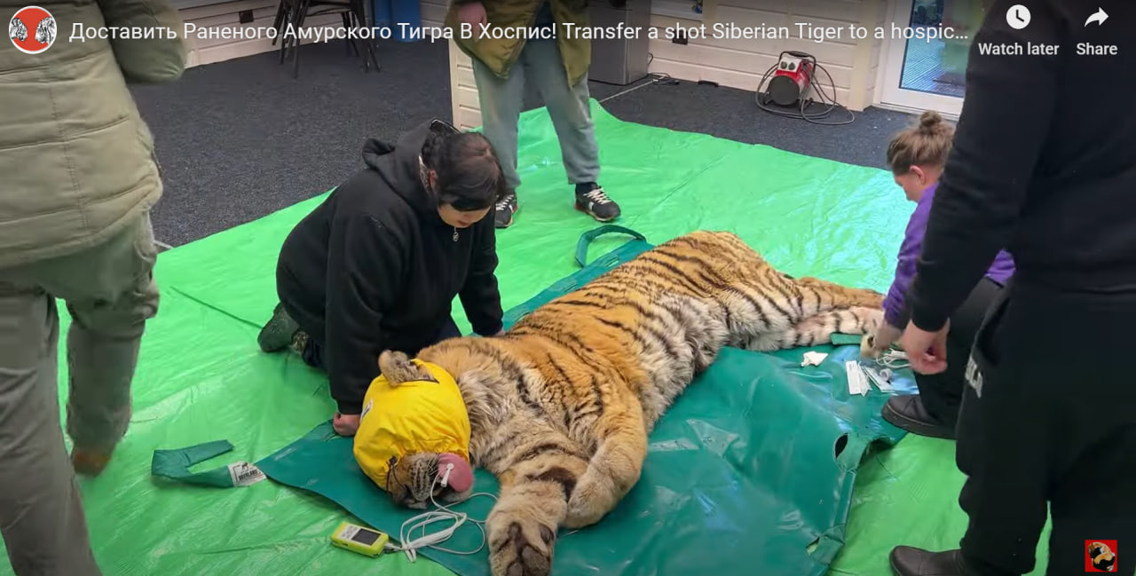 Раненый тигр, которого привезли с Дальнего Востока в Ленобласть, получил имя