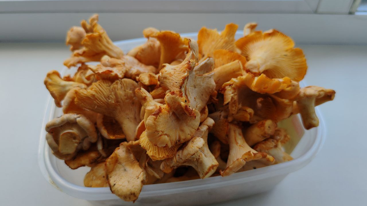 Старт сезона: первые лесные грибы начали продавать в Кемерове — сколько они стоят