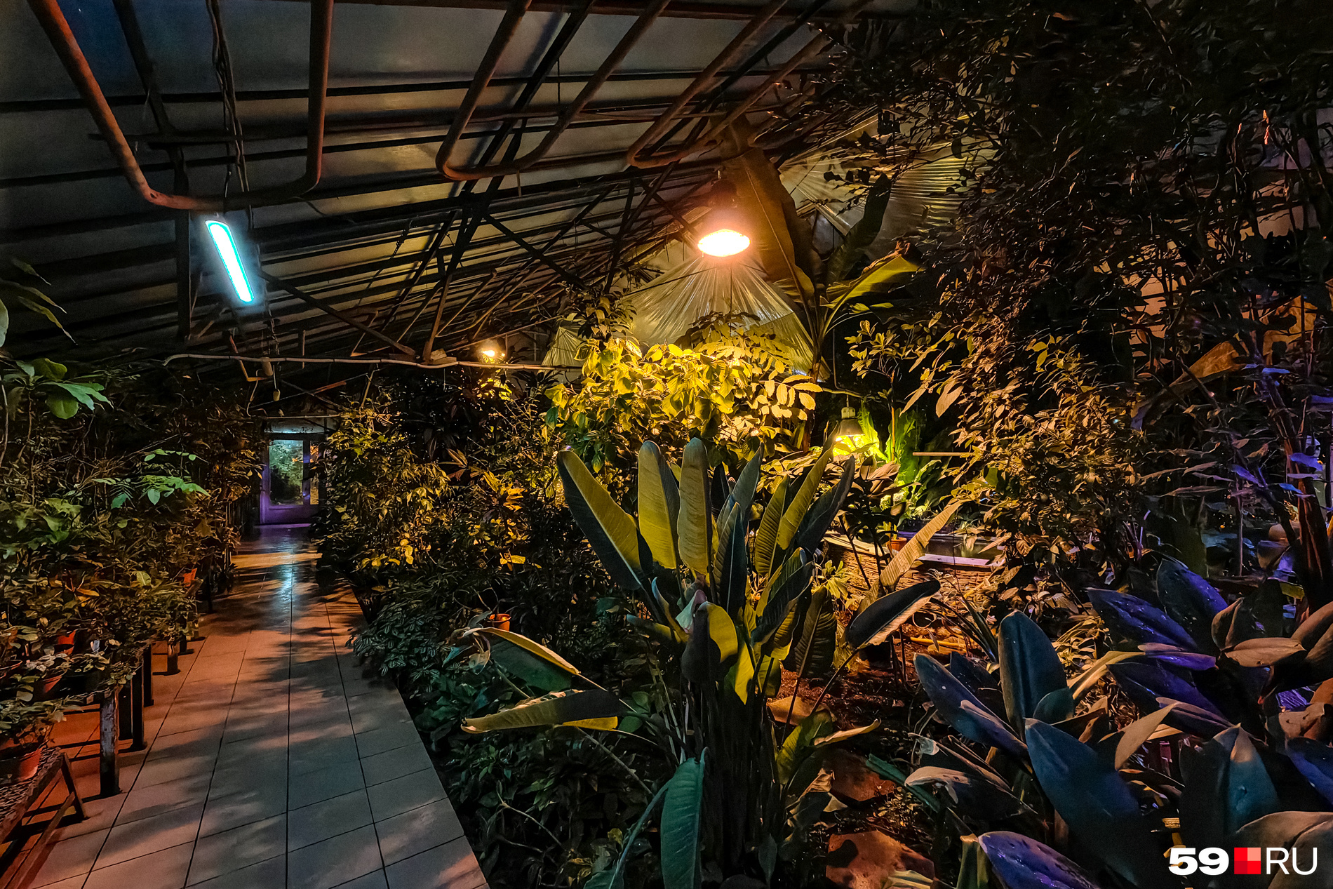 тюльпаны в аптекарском огороде 2022. ботанический сад мгу аптекарский выставка тюльпанов. ялта никитский ботанический сад бал хризантем. ботанический сад выставка. аптекарский огород тюльпаны.