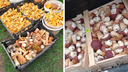 Полные багажники лисичек и огромных боровиков: где новосибирцы набрали столько грибов — раскрываем места