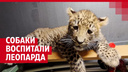 В Иркутске собаки сиба-ину взяли в семью леопарда Мао — подробности удивительной истории