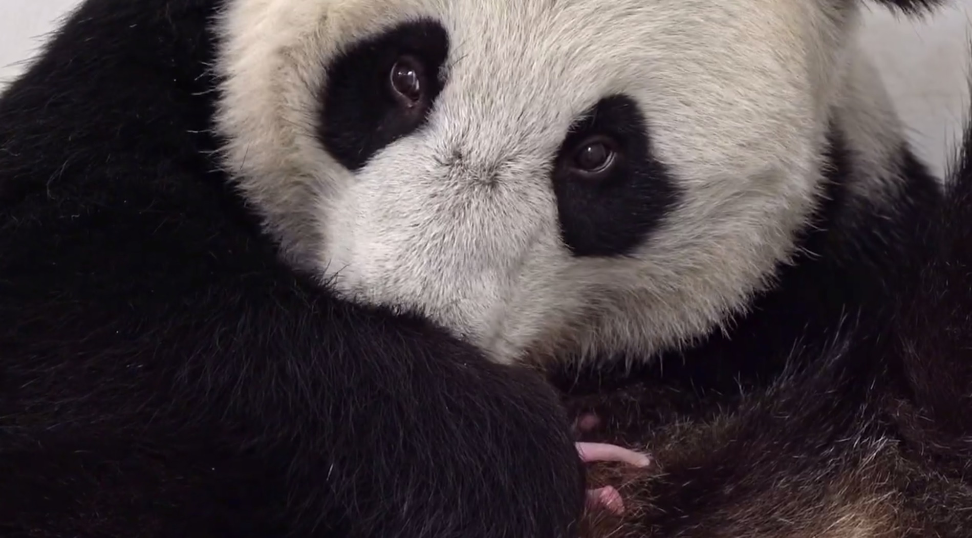 «Диндин — целый мир». Мама-панда моет своего крохотного розового ребёнка