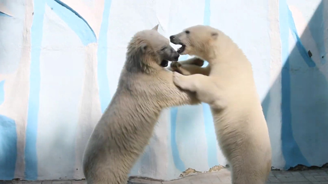 Догоняшки: белые медвежата устроили активные игры у бассейна — милое видео из Новосибирского зоопарка