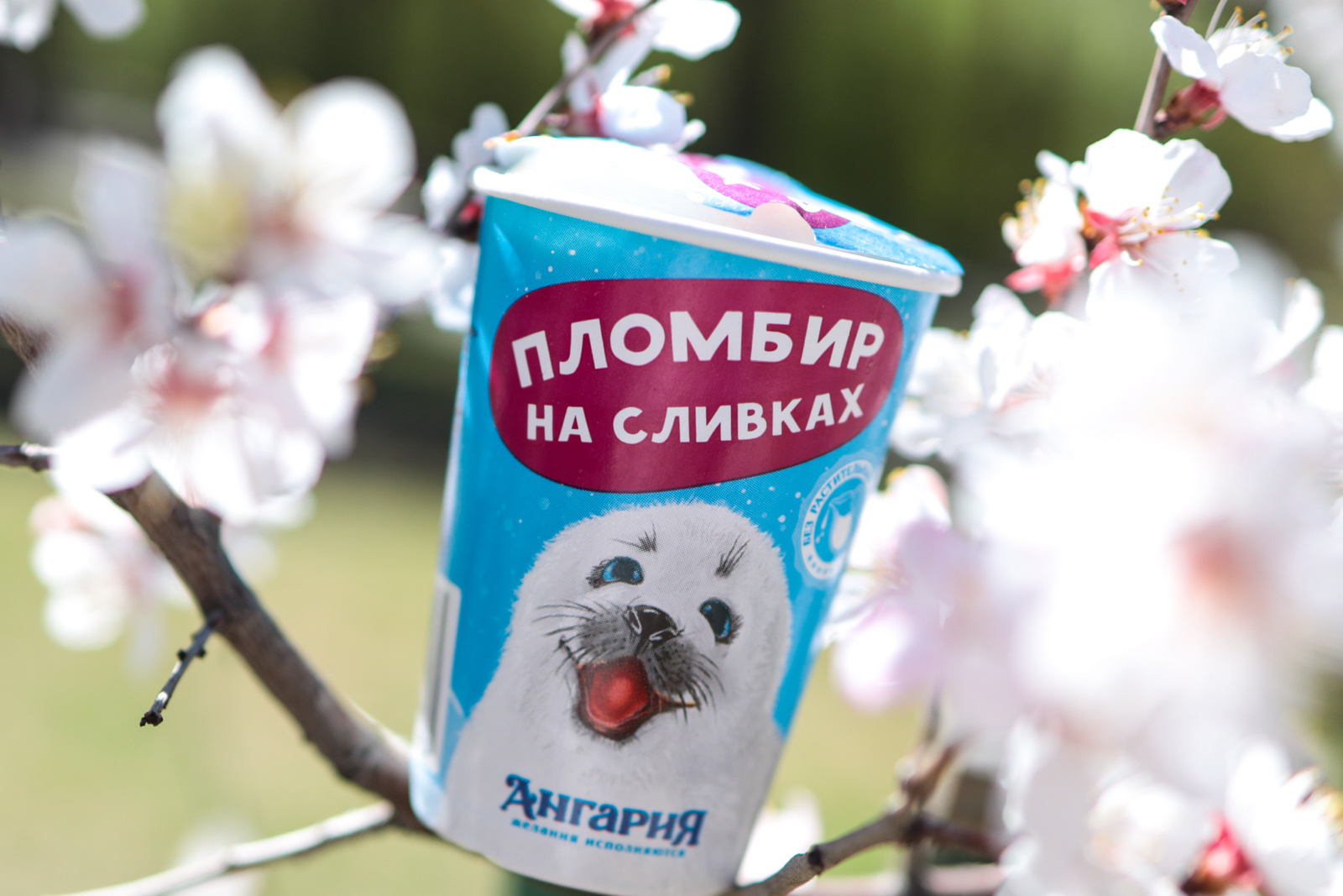 Нерпа напоминает, откуда родом вкусное мороженое Нерпа напоминает, откуда родом вкусное мороженое