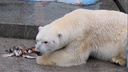 Белый медведь Кай устроил завтрак на свежем воздухе — милое видео из Новосибирского зоопарка