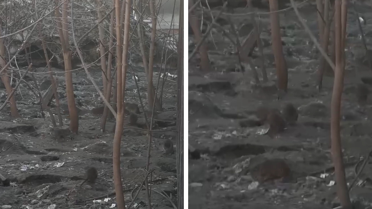«Они к ногам могут подбежать»: двор в центре Новосибирска атаковали огромные крысы — видео с неприятными животными