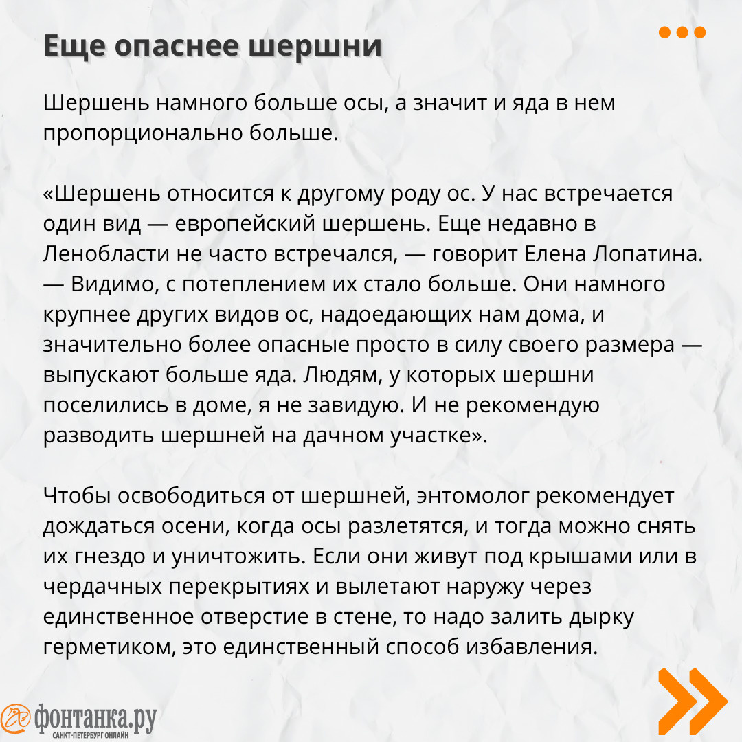 Да откуда их столько? Почему осы наводнили Петербург и как с ними  справиться | 21.08.2023 | Санкт-Петербург - БезФормата