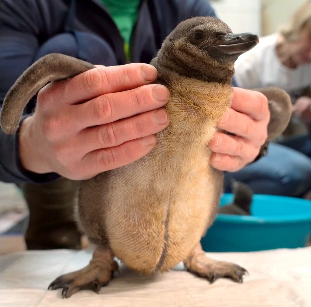 Пингвинята Гумбольдта родились в Московском зоопарке. Взгляните, какими ровными рядами растут у них перья