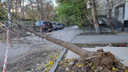 В центре Волгограда штормовой ветер обрушил дерево на припаркованные автомобили