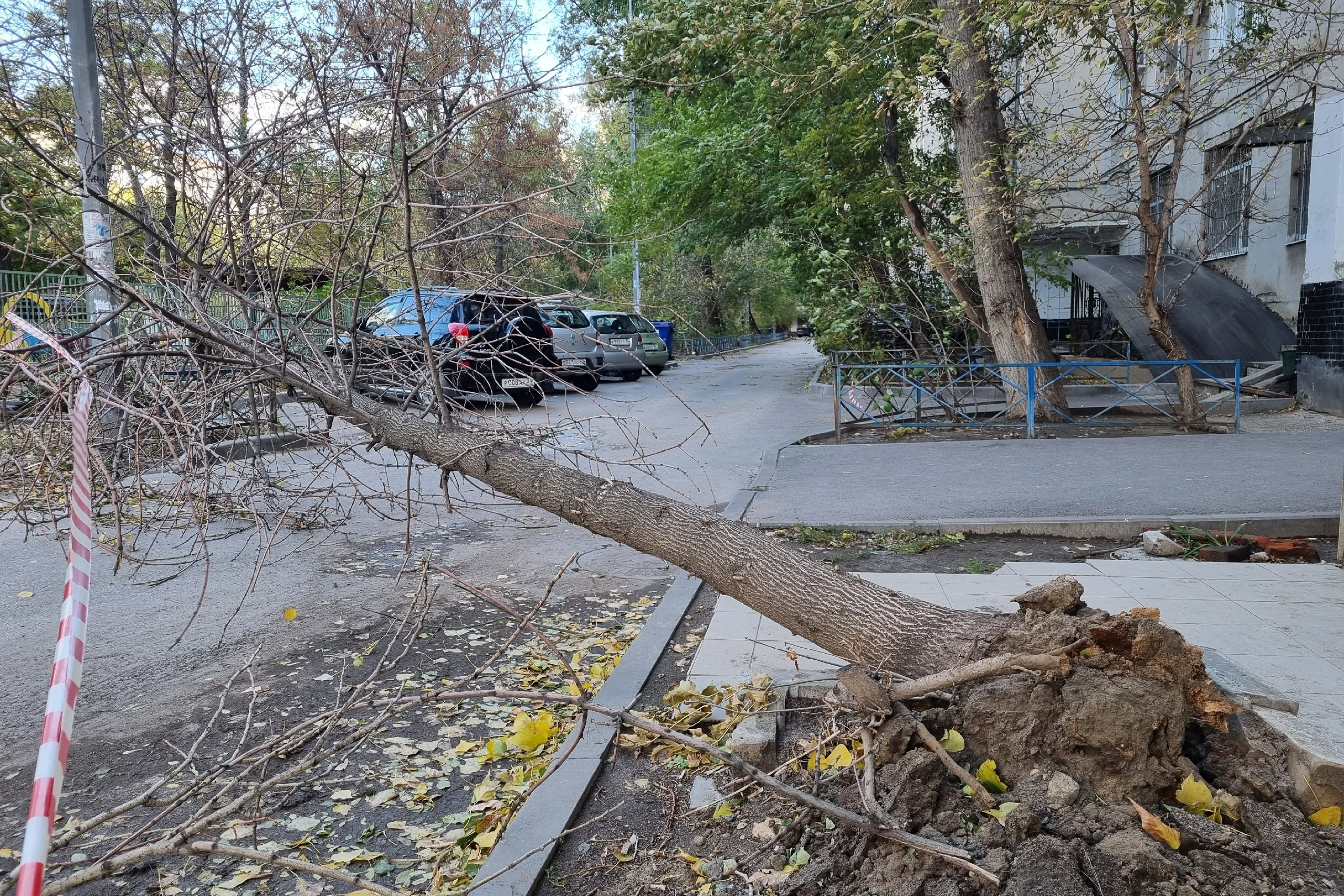 В центре Волгограда штормовой ветер обрушил дерево на припаркованные  автомобили - 29 октября 2023 - V1.ру