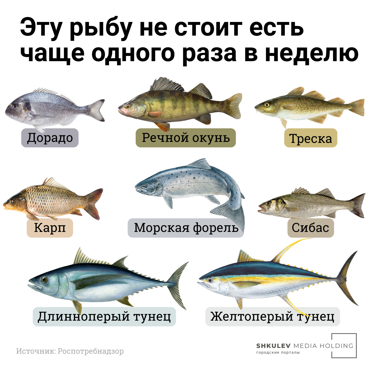 Жирные сорта рыбы