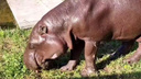 В Ростовском зоопарке умер старейший в мире карликовый бегемот