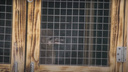 В Новосибирском зоопарке родился пингвиненок — очень милое видео