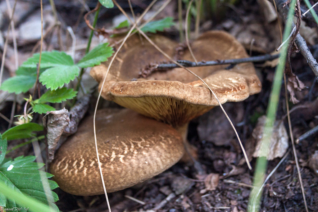 Свинушки — упругие и плотные грибы