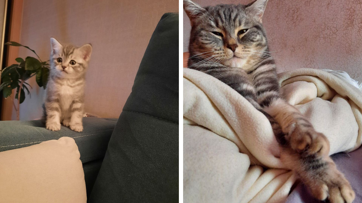 «Сначала вмещалась в горшок»: красноярцы показали, как росли их кошки и собаки, — фото до и после