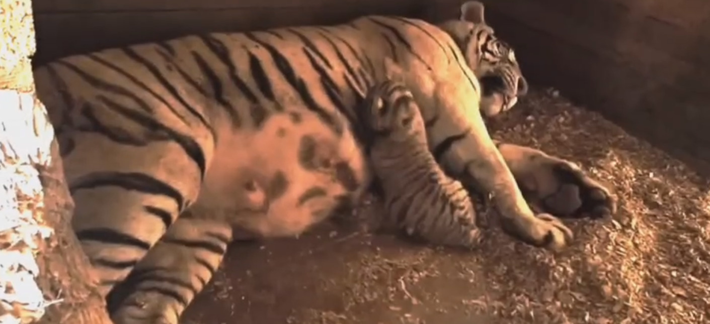 Бенгальская тигрица Фифа из Барнаульского зоопарка показала своих малышей: посмотрите, как она их кормит