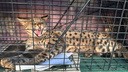 Кота, похожего на саванну, поймали в Барышево — видео, где он пугает волонтеров