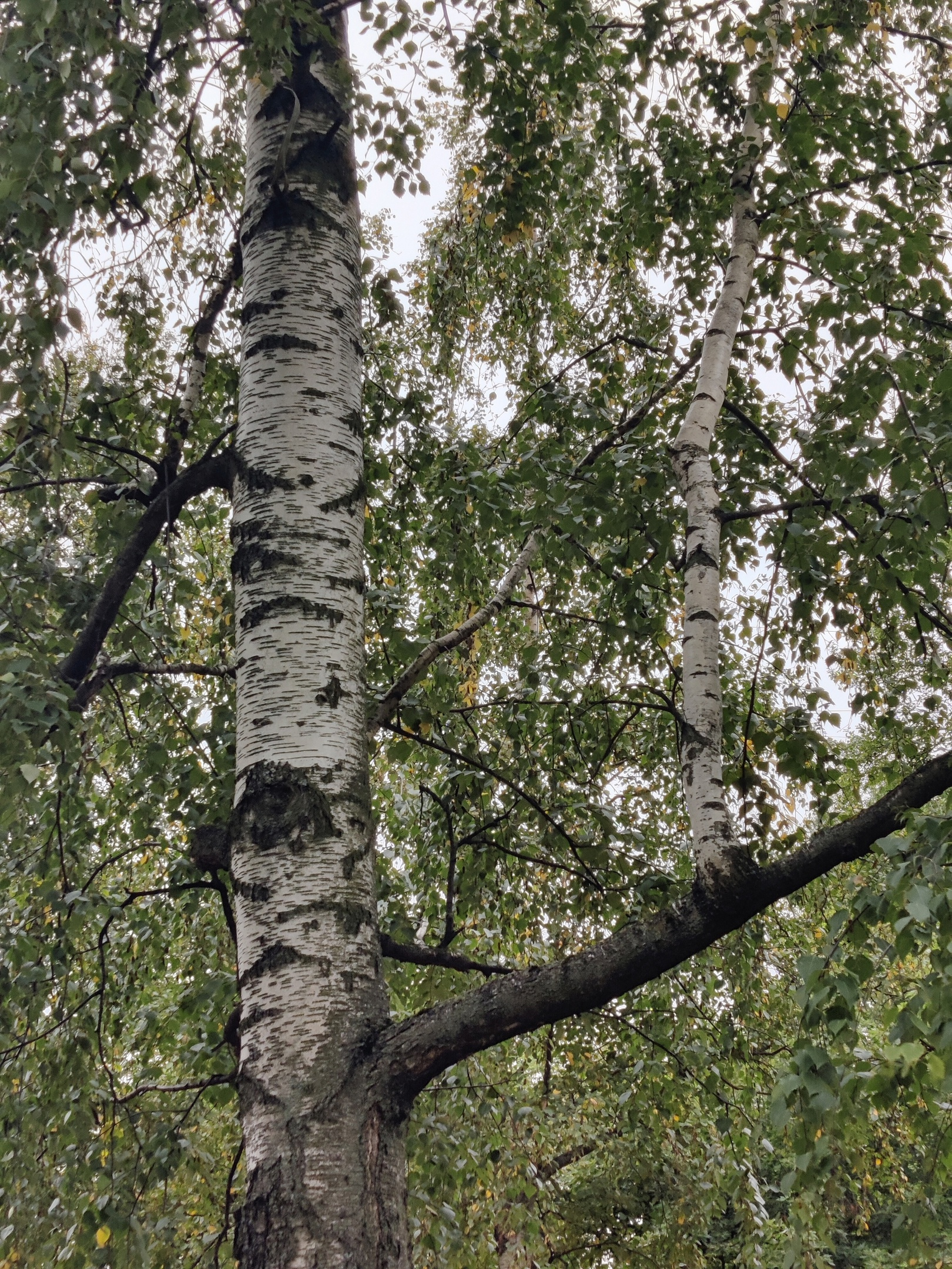 На берёзе в Выборгском саду выросла... берёза | 27.09.2023 |  Санкт-Петербург - БезФормата