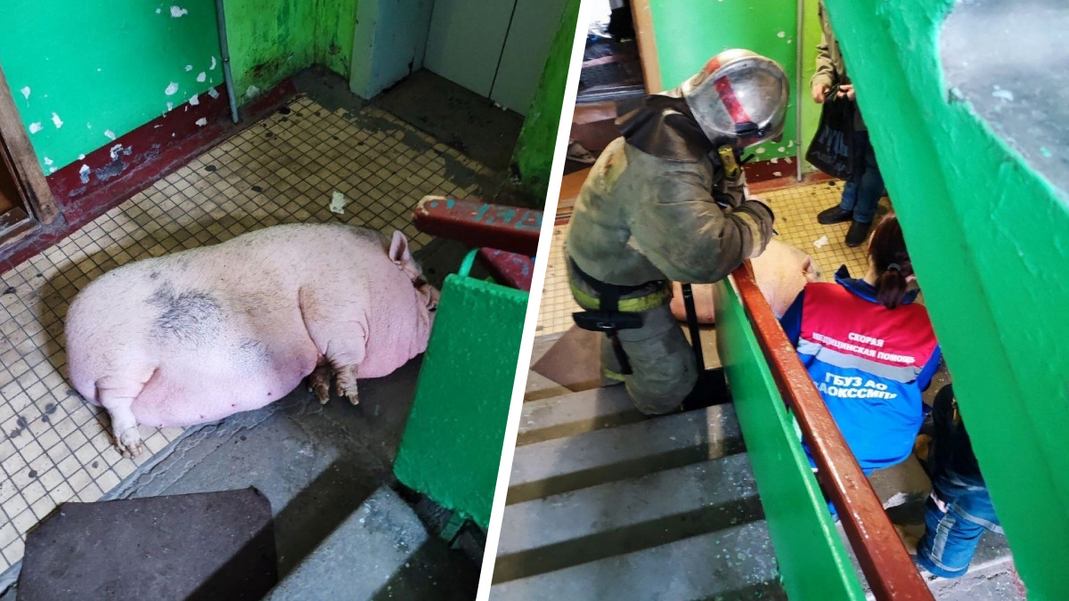 В многоэтажке Архангельска угорела свинья Милка: откуда она там взялась и как ей спасали жизнь