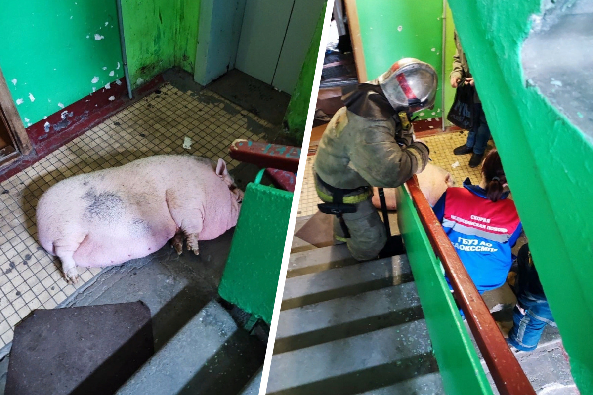 Отравление свиней