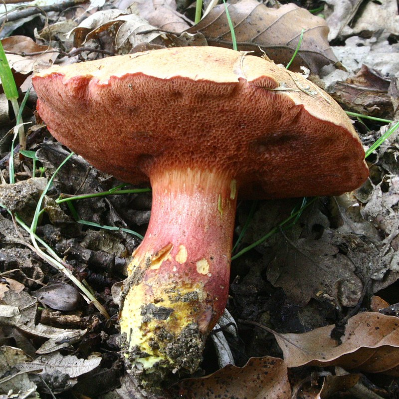 Так выглядит рубиновый перечный гриб