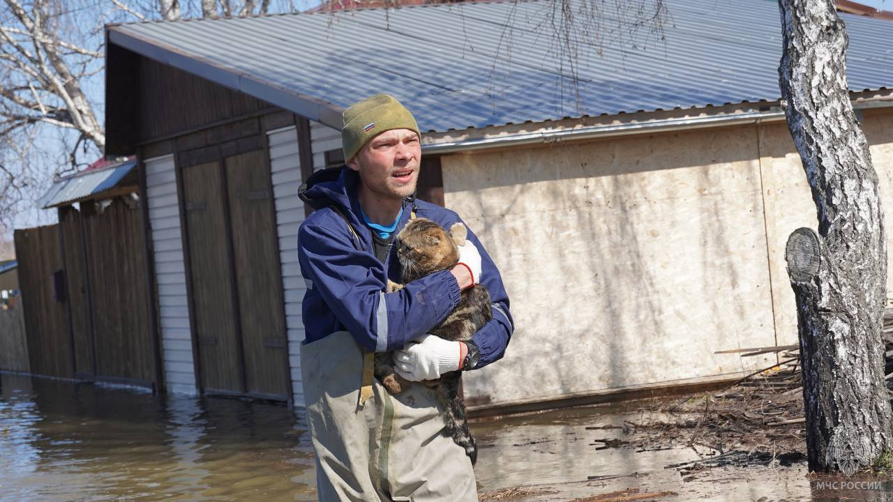 Из подтопленной деревни в Тюменской области спасли бычков и Крепыша