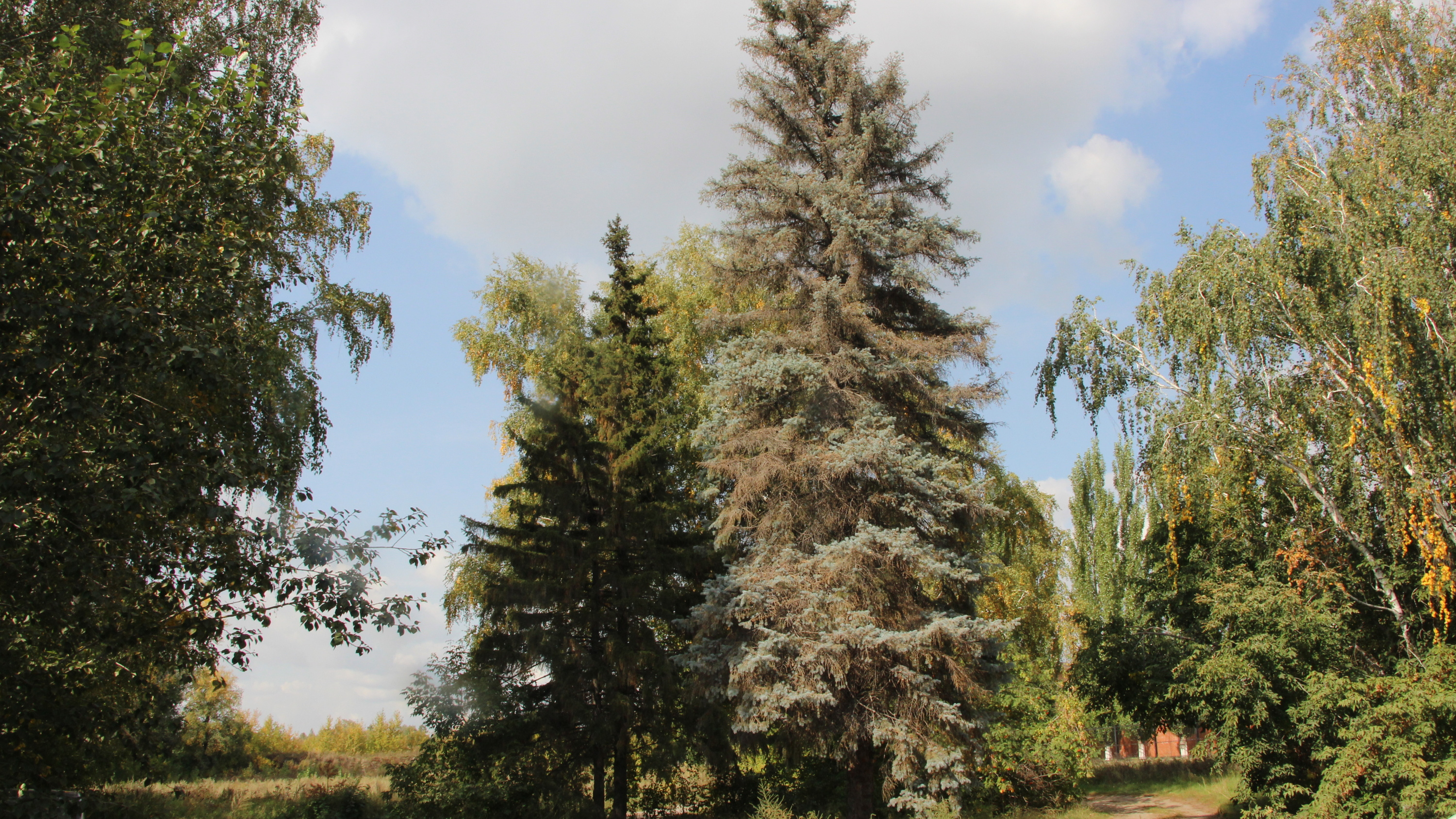 В Омске ради термального комплекса решили снести 23 дерева — взгляните на них